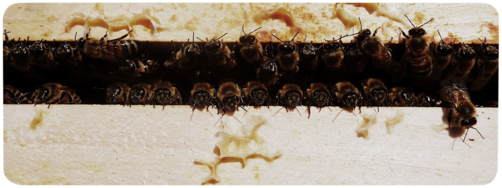 Bienchen